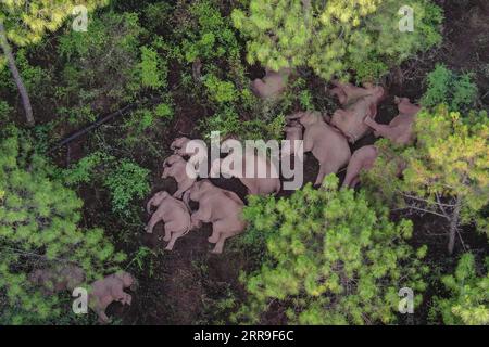 210613 -- KUNMING, le 13 juin 2021 -- une photo aérienne prise le 13 juin 2021 montre un troupeau d'éléphants d'Asie sauvages dans le canton de Shijie, dans le comté de Yimen, dans la ville de Yuxi, dans le sud-ouest de la province du Yunnan. Le troupeau errant d'éléphants d'Asie sauvages qui a attiré l'attention mondiale persiste dans le canton de Shijie dans la ville de Yuxi, dans la province du Yunnan du sud-ouest de la Chine, ont déclaré samedi les autorités. Tous les éléphants sont sains et saufs, selon le quartier général chargé de surveiller leur migration. CHINE-YUNNAN-YUXI-TROUPEAU D'ÉLÉPHANTS D'ASIE CN XINHUA PUBLICATIONXNOTXINXCHN Banque D'Images