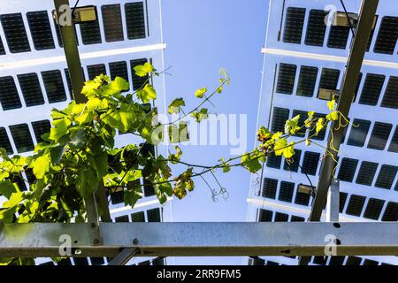 Freiburg, Allemagne. 07 septembre 2023. Une vigne pousse sous deux panneaux solaires d’un système photovoltaïque Vino. Avec le vino-photovoltaïque (vino-PV), les vignes peuvent être utilisées deux fois : en les recouvrant de modules photovoltaïques, les vignes sont protégées des effets du changement climatique, tels que les fortes pluies ou le rayonnement solaire excessivement intense. Dans le même temps, de l'électricité est produite sur la même zone. Crédit : Philipp von Ditfurth/dpa/Alamy Live News Banque D'Images