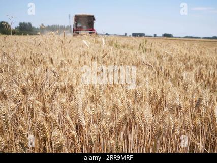 210623 -- PÉKIN, le 23 juin 2021 Xinhua -- Une faucheuse récolte du blé dans les champs du village de Fangpao, comté de Luannan, province du Hebei, dans le nord de la Chine, le 22 juin 2021. La Chine a récolté une autre récolte estivale exceptionnelle en 2021, a déclaré mercredi le ministre de l Agriculture du pays. Cela a jeté des bases solides pour garantir que la production céréalière totale de cette année restera supérieure à 650 milliards de kilogrammes, a déclaré Tang Renjian, ministre de l'Agriculture et des Affaires rurales, lors d'une tournée d'inspection dans la ville de Sanhe, dans la province du Hebei, dans le nord de la Chine. Xinhua/ Tangshanhebei CHINE *** 210623 BEIJING, 23 juin 2021 Banque D'Images