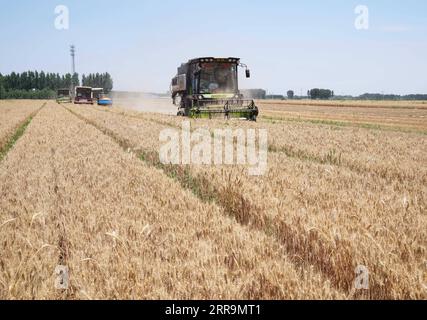 210623 -- PÉKIN, le 23 juin 2021 Xinhua -- les moissonneuses récoltent du blé dans les champs du village de Fangpao, comté de Luannan, province du Hebei, dans le nord de la Chine, le 22 juin 2021. La Chine a récolté une autre récolte estivale exceptionnelle en 2021, a déclaré mercredi le ministre de l Agriculture du pays. Cela a jeté des bases solides pour garantir que la production céréalière totale de cette année restera supérieure à 650 milliards de kilogrammes, a déclaré Tang Renjian, ministre de l'Agriculture et des Affaires rurales, lors d'une tournée d'inspection dans la ville de Sanhe, dans la province du Hebei, dans le nord de la Chine. Xinhua/ Tangshanhebei CHINE *** 210623 BEIJING, le 23 juin 2021 Xi Banque D'Images