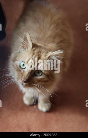 Gros plan d'un chat orange tabby sur le sol rouge Banque D'Images