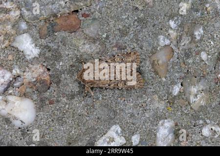 Moth rustique flounced sur Skokholm Pembrokeshire wales Banque D'Images