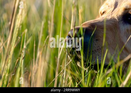 portrait de chien labrador dans un champ d'herbe haute Banque D'Images