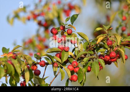 Petites pommes rouges du paradis sur les branches d'un pommier sauvage en gros plan Banque D'Images