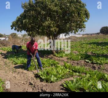 210711 -- CHIBOMBO ZAMBIE, le 11 juillet 2021 -- Patrick Daka, cultivateur de légumes, cultive ses produits dans le district de Chibombo, au centre de la Zambie, le 5 juillet 2021. Pour la plupart des populations urbaines en Zambie, l'agriculture urbaine n'est pas un développement nouveau. Les citadins et les habitants périurbains utilisent depuis longtemps les zones inoccupées pour la production agricole. Ce qui est probablement nouveau, c'est la commercialisation de la pratique. Il est devenu de plus en plus courant pour les individus et les communautés en Zambie de participer à une certaine forme d'activités agricoles pour assurer la sécurité alimentaire des ménages ainsi que pour améliorer la nutritiona Banque D'Images