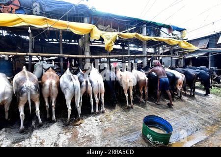 210716 -- DHAKA, 16 juillet 2021 -- une photo prise le 15 juillet 2021 montre des animaux sacrificiels dans un marché devant l'Aïd al-Adha à Dhaka, au Bangladesh. BANGLADESH-DHAKA-EID AL-ADHA Salim PUBLICATIONxNOTxINxCHN Banque D'Images