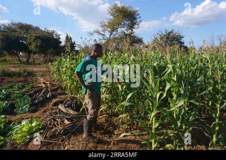 210716 -- CHIBOMBO ZAMBIE, le 16 juillet 2021 -- Trinity Mudenda, une agricultrice, gère l'irrigation d'un champ de maïs dans le district de Chibombo, au centre de la Zambie, le 12 juillet 2021. Aujourd’hui, on peut profiter d’un épi de maïs frais n’importe quel jour de l’année grâce aux progrès des technologies agricoles telles que les systèmes d’irrigation et l’introduction de variétés de semences à maturation précoce. Photo de /Xinhua TO GO WITH Feature : des techniques agricoles améliorées aident à maintenir les moyens de subsistance en Zambie ZAMBIE-LUSAKA-TECHNIQUES AGRICOLES-AMÉLIORÉES LillianxBanda PUBLICATIONxNOTxINxCHN Banque D'Images