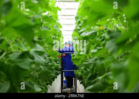 210720 -- URUMQI, 20 juillet 2021 -- des travailleurs pollinisent des plants de melon doux à l intérieur d une serre intelligente d un parc industriel potager moderne construit avec le soutien de la province du Shandong dans l est de la Chine, dans le comté de Shule, à Kashgar, dans la région autonome ouïgour du Xinjiang, au nord-ouest de la Chine, le 17 avril 2021 Xinhua Headlines : la Chine met en commun des ressources pour aider le Xinjiang à atteindre une prospérité modérée HouxZhaokang PUBLICATIONxNOTxINxCHN Banque D'Images