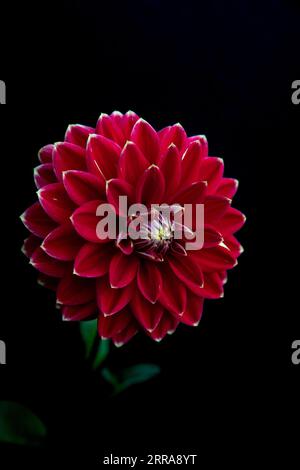 Dahlia rouge sur fond noir Banque D'Images