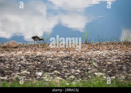 210725 -- SHIZUOKA, le 25 juillet 2021 -- Un oiseau est vu près du Fuji International Speedway lors de l'épreuve cycliste féminine sur route aux Jeux Olympiques de Tokyo 2020 à Shizuoka, au Japon, le 25 juillet 2021. TOKYO2020JAPAN-SHIZUOKA-Oly-CYCLABLE ROAD PanxYulong PUBLICATIONxNOTxINxCHN Banque D'Images