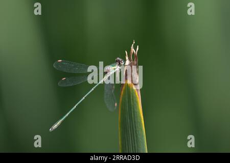 Damselfly émeraude Lestes sponsa, vert métallique et brun corps brun aile taches bleu et bruns yeux perchés sur l'espace de copie de végétation d'étang Banque D'Images