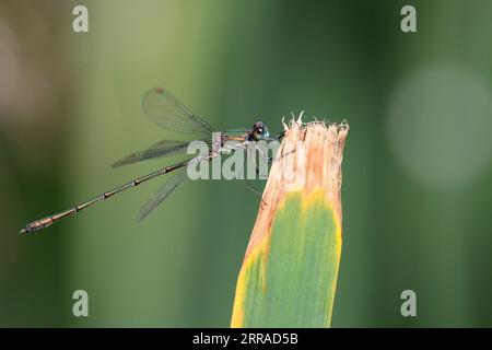 Damselfly émeraude Lestes sponsa, vert métallique et brun corps brun aile taches bleu et bruns yeux perchés sur l'espace de copie de végétation d'étang Banque D'Images