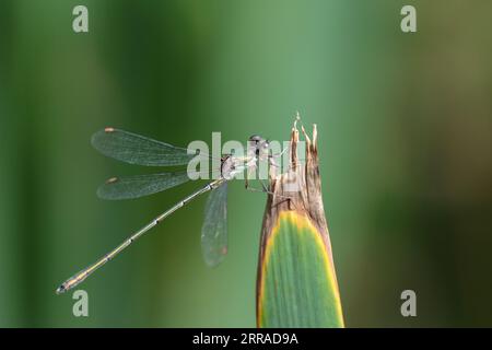 Damselfly émeraude Lestes sponsa, vert métallique et brun corps brun aile taches bleu et bruns yeux perchés sur l'espace de copie de végétation d'étang Banque D'Images