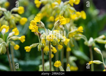 Coucou bleu (Primula veris) Banque D'Images