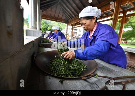 (230907) -- WUZHOU, 7 septembre 2023 (Xinhua) -- des travailleurs torréfient des feuilles de thé dans un atelier de thé de la ville de Liubao, dans le comté de Cangwu, dans la ville de Wuzhou, dans la région autonome de Guangxi Zhuang, dans le sud de la Chine, le 6 septembre 2023. Le thé Liubao, un thé noir chinois caractérisé par son parfum fort et persistant et ses effets médicaux, possède une histoire de plus de 1 500 ans. Célèbre pour la fabrication du thé Liubao, la ville de Wuzhou compte plus de 310 000 mu (environ 20 667 hectares) de plantations de thé et 269 coopératives de thé, avec plus de 50 000 personnes impliquées au premier semestre de 2023. (Xinhua/Huang Xiaobang) Banque D'Images