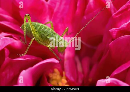 Grande nymphe verte de Bush-cricket (Tettigonia viridissima) au stade larvaire précoce regarde dans une pivoine Banque D'Images