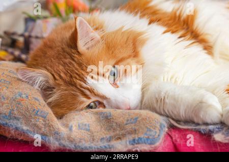 Beauté adulte chat blanc aux cheveux rouges dort sur l'oreiller en silence Banque D'Images