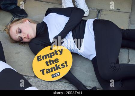 Londres, Angleterre, Royaume-Uni. 7 septembre 2023. Les militants de PETA portant des costumes d'orque et d'autres portant des pancartes "Jet2 Helldays" organisent une manifestation devant la réunion annuelle de Jet2 Holidays à Cheapside, appelant le prestataire de voyages à abandonner les parcs marins qui contiennent des cétacés dans des réservoirs pour se divertir de ses forfaits vacances. (Image de crédit : © Vuk Valcic/ZUMA Press Wire) USAGE ÉDITORIAL SEULEMENT! Non destiné à UN USAGE commercial ! Banque D'Images