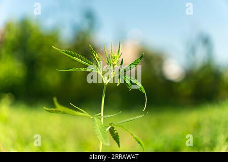 Magnifique détail de plante de cannabis à floraison blanche avec des feuilles composées de dentelure verte. Cultiver du chanvre luxuriant avec du bokeh dans un fond flou coloré. À utiliser dans Banque D'Images