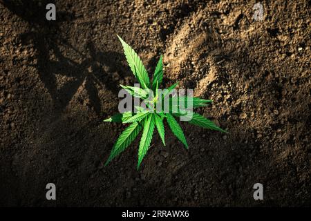 Macro de plante de germe de chanvre sur beau fond flou. Texture de la jeune plante de marijuana échapper des premières feuilles Banque D'Images