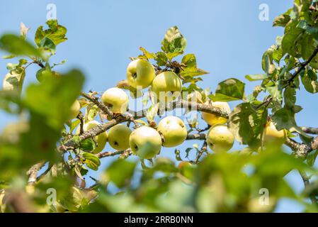 Pomme mûre sur une branche de pommier contre le ciel bleu sur une journée ensoleillée. Cour, jardin, chalet. Banque D'Images