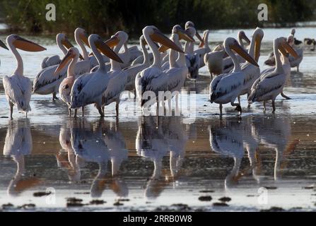 210824 -- ANKARA, le 24 août 2021 -- des pélicans sont vus dans le lac Mogan près d'Ankara, Turquie, le 23 août 2021. Photo de /Xinhua TURQUIE-ANKARA-MOGAN LAC-PÉLICANS MustafaxKaya PUBLICATIONxNOTxINxCHN Banque D'Images