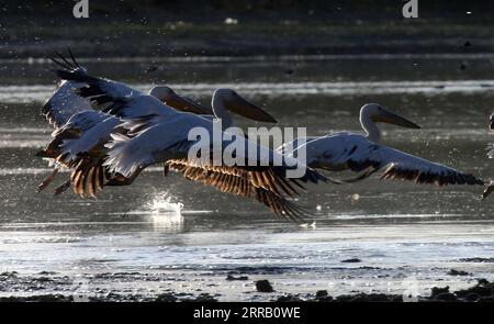 210824 -- ANKARA, le 24 août 2021 -- des pélicans sont vus dans le lac Mogan près d'Ankara, Turquie, le 23 août 2021. Photo de /Xinhua TURQUIE-ANKARA-MOGAN LAC-PÉLICANS MustafaxKaya PUBLICATIONxNOTxINxCHN Banque D'Images