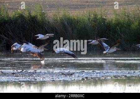 210824 -- ANKARA, le 24 août 2021 -- des pélicans sont vus dans le lac Mogan près d'Ankara, Turquie, le 23 août 2021. Photo de /Xinhua TURQUIE-ANKARA-MOGAN LAC-PÉLICANS MustafaxKaya PUBLICATIONxNOTxINxCHN Banque D'Images