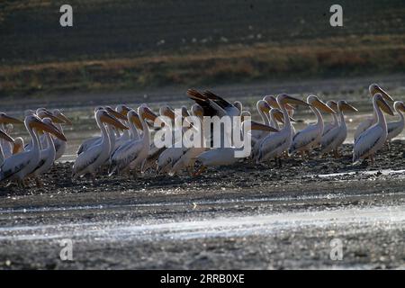 210824 -- ANKARA, le 24 août 2021 -- des pélicans sont vus dans le lac Mogan près d'Ankara, Turquie, le 23 août 2021. Photo de /Xinhua TURQUIE-ANKARA-MOGAN LAC-PÉLICANS MustafaxKaya PUBLICATIONxNOTxINxCHN Banque D'Images