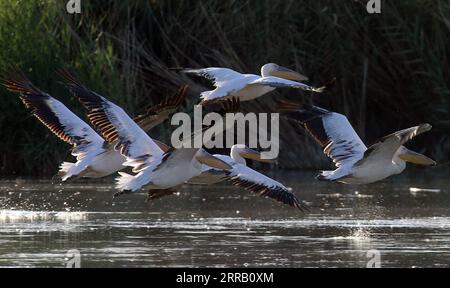 210824 -- ANKARA, le 24 août 2021 -- des pélicans sont vus dans le lac Mogan près d'Ankara, Turquie, le 23 août 2021. Photo de /Xinhua TURQUIE-ANKARA-MOGAN LAC-PÉLICANS MustafaxKaya PUBLICATIONxNOTxINxCHN Banque D'Images