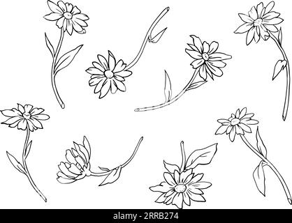 Ensemble de fleurs de camomille avec des feuilles. Dessin au trait graphique monochrome. Image vectorielle. Dessin à la main. Pour la conception de sites Web, cartes de visite, étiquettes, impression d'affiches sur textiles et vaisselle. Illustration vectorielle Illustration de Vecteur