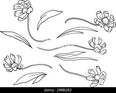 Ensemble de fleurs cosmea avec des feuilles. Dessin au trait graphique monochrome. Image vectorielle. Dessin à la main. Pour la conception de sites Web, cartes de visite, étiquettes, impression d'affiches sur textiles et vaisselle. Illustration vectorielle Illustration de Vecteur