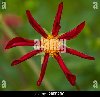 Fleur de dahlia luxuriante et colorée en gros plan Banque D'Images