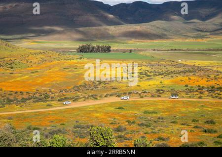 210902 -- CAPE TOWN, 2 septembre 2021 -- les fleurs sauvages sont en fleurs dans la vallée de Biedouw, province du Cap occidental, Afrique du Sud, le 28 août 2021. POUR ALLER AVEC Feature : Tourisme saisonnier de fleurs sauvages en Afrique du Sud florissant malgré COVID-19 AFRIQUE DU SUD-TOURISME-ROUTE DES FLEURS SAUVAGES LyuxTianran PUBLICATIONxNOTxINxCHN Banque D'Images