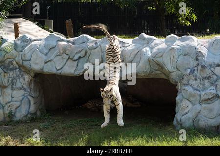 New Delhi, Inde. 05 septembre 2023. Deux tigres blancs jouent ensemble dans l'eau au zoo de New Delhi, en Inde, le 5 septembre 2023. Photo de ABACAPRESS.COM crédit : Abaca Press/Alamy Live News Banque D'Images