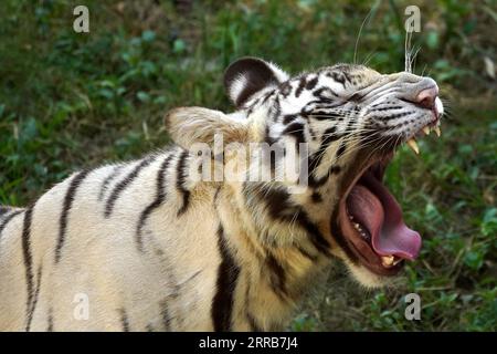 New Delhi, Inde. 05 septembre 2023. Deux tigres blancs jouent ensemble dans l'eau au zoo de New Delhi, en Inde, le 5 septembre 2023. Photo de ABACAPRESS.COM crédit : Abaca Press/Alamy Live News Banque D'Images