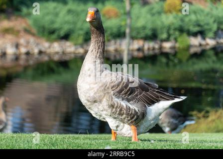 Oie grise marchant le long de l'herbe dans le parc. Les oies Greylag sont des espèces de grande taille de la famille des oiseaux aquatiques anatidae. Oiseau domestique anser aller et grazi Banque D'Images