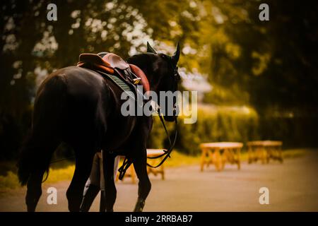 Un éleveur de chevaux mène un cheval noir élégant avec une selle un soir d'été, après avoir participé à des compétitions équestres. Les soins requis Banque D'Images