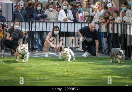 210912 -- VANCOUVER, le 12 septembre 2021 -- les gens regardent une course de bouledogues lors de l'événement PET-A-Palooza à Vancouver, Canada, le 12 septembre 2021. L’événement annuel pour animaux de compagnie est revenu cette année après avoir été annulé en 2020 en raison de la pandémie COVID-19, qui a amené plus d’un millier de propriétaires de chiens à participer et à partager la joie avec leurs animaux de compagnie à travers diverses activités. Photo de /Xinhua CANADA-VANCOUVER-PET-EVENT LiangxSen PUBLICATIONxNOTxINxCHN Banque D'Images