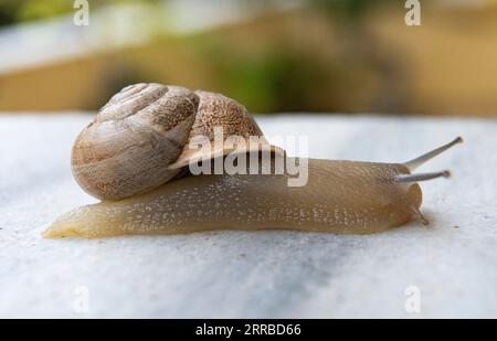 Gros plan captivant : un escargot délicat rampant gracieusement sur une pierre patinée Banque D'Images