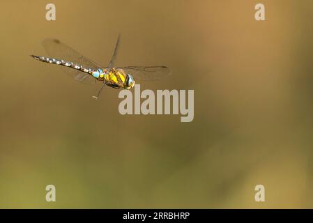 Une libellule migrant Hawker mâle, Aeshna mixta planant Banque D'Images