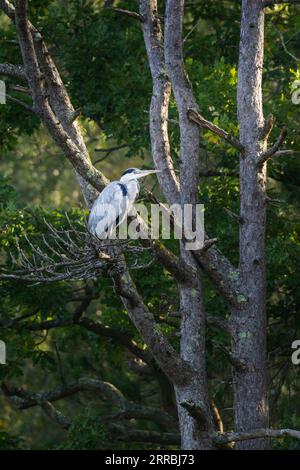 Un héron gris (Ardea cinerea) perché dans un pin écossais Banque D'Images