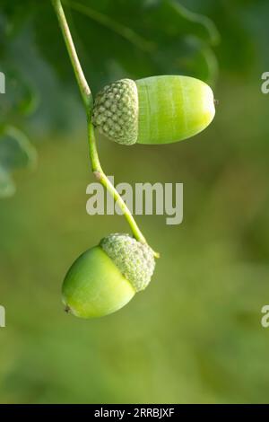 Deux glands mûrs ou pommes de chêne suspendues à une branche d'un chêne mature (Quercus). Les glands sont dans leurs tasses et de couleur vert vif Banque D'Images