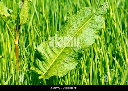 Dock, peut-être Dock frisé (rumex crispus), peut-être Dock à feuilles larges (rumex obtusifolius), gros plan d'une des grandes feuilles inférieures de la plante. Banque D'Images