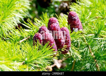 Mélèze, probablement du mélèze européen (larix decidua), gros plan de plusieurs cônes non mûrs assis parmi les aiguilles de l'arbre au printemps. Banque D'Images