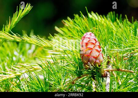 Mélèze, probablement du mélèze européen (larix decidua), gros plan d'un seul cône non mûr assis parmi les aiguilles de l'arbre au printemps. Banque D'Images