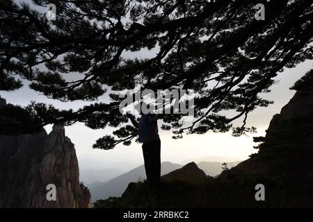 210927 -- HEFEI, 27 septembre 2021 -- Hu Xiaochun effectue un contrôle de routine au pin de Greeting dans la région pittoresque de la montagne Huangshan dans la province d'Anhui de l'est de la Chine, le 25 septembre 2021. Huangshan Mountain, l'un des sites les plus célèbres de Chine, est un site du patrimoine mondial de l'UNESCO dans la province de l'Anhui de l'est de la Chine et un géoparc mondial. Welting Pine est un point de repère célèbre dans la montagne Huangshan. L'arbre, qui pousse hors des rochers avec une longue branche s'étendant au-dessus de l'embouchure d'une grotte, a obtenu le nom principalement parce qu'il semble saluer quiconque arrive sur les lieux. On pense qu'il se situe entre 800 et 1, Banque D'Images