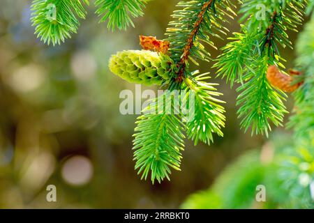 Épinette de Sitka (picea sitchensis), gros plan montrant la nouvelle croissance et un jeune cône immature qui pousse de l'extrémité d'une branche au printemps. Banque D'Images