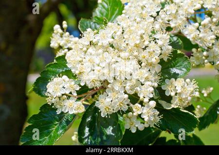 Whitebeam (sorbus aria), gros plan d'une pulvérisation de fleurs blanches poussant à l'extrémité d'une branche de l'arbre au printemps. Banque D'Images