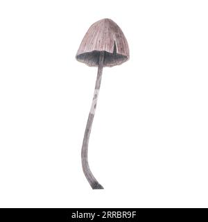 Chapeau de mort toadstool texture magique isolé sur fond blanc. Aquarelle dessin de champignon poison amanita dessiné à la main iIllustration. Design artistique Banque D'Images